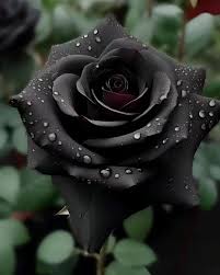 Real life black rose